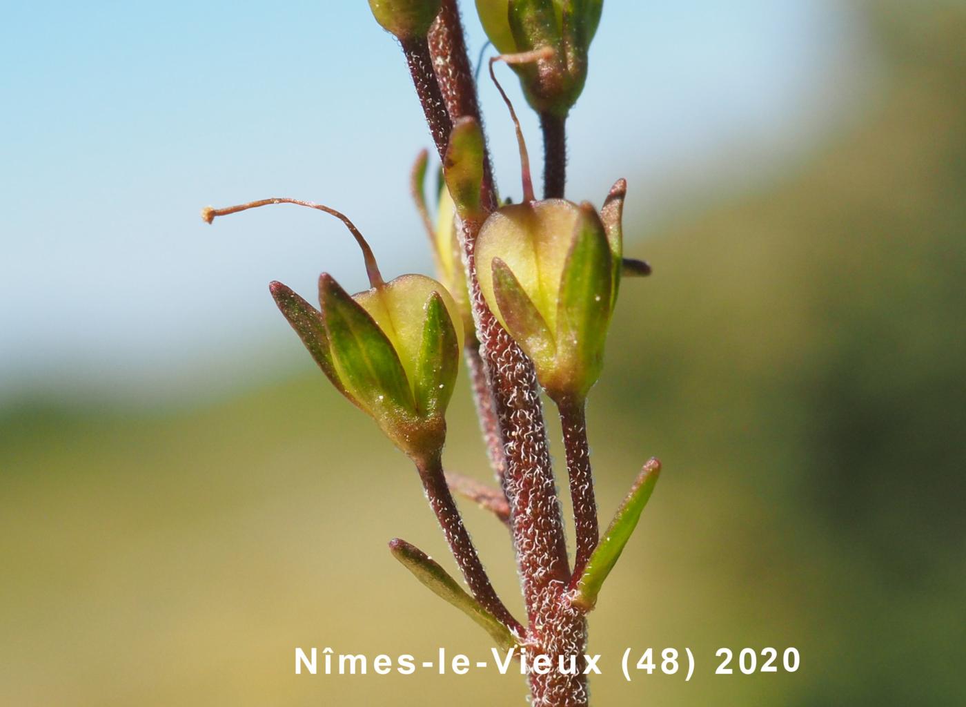 Speedwell, Prostrate fruit